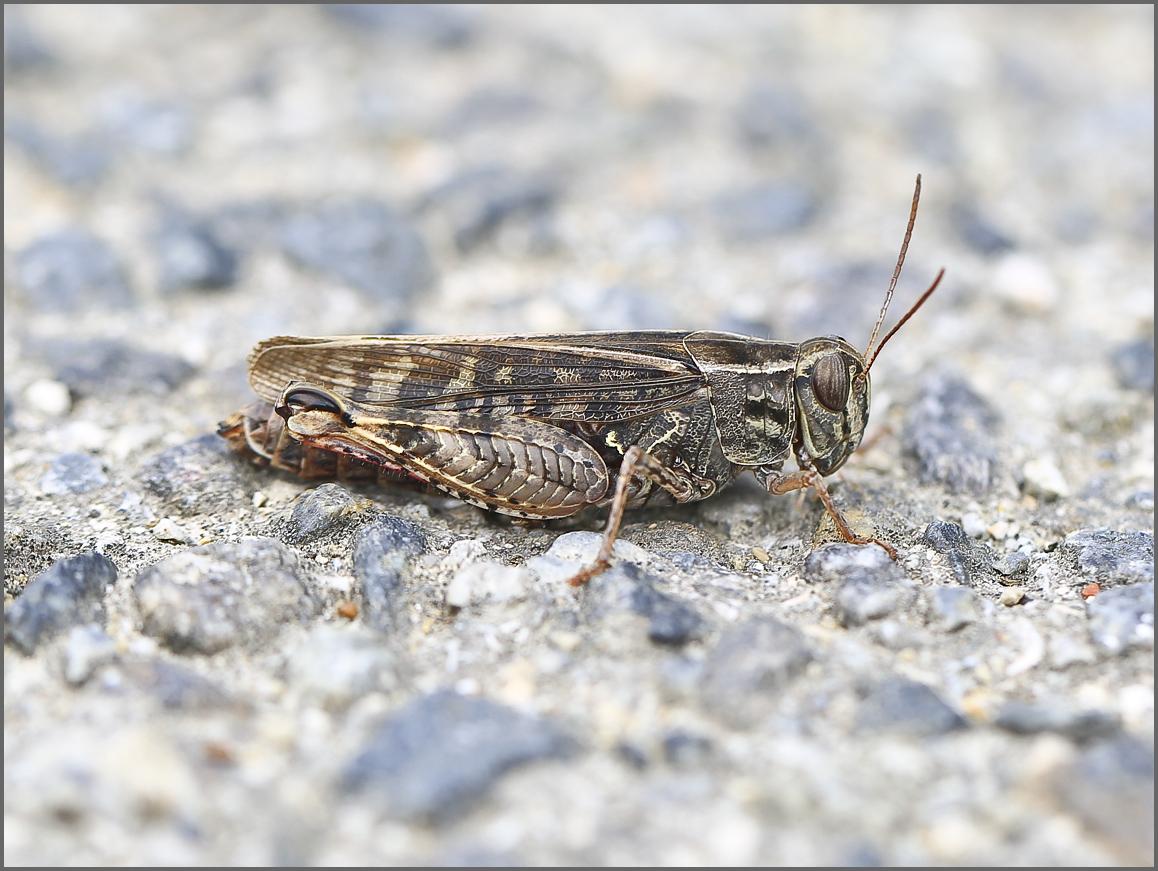 BU7A0033_2_16September2015_Alexander_Zelenko