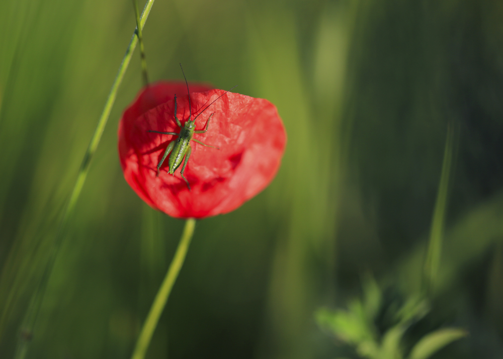 BU7A4907_2_21Mai2016_Alexander_Zelenko