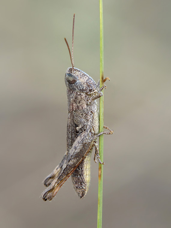 Chorthippus_macrocerus_126