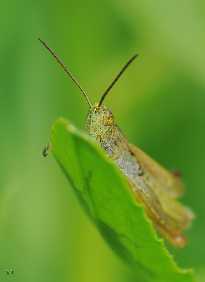 DSC_0850_hf