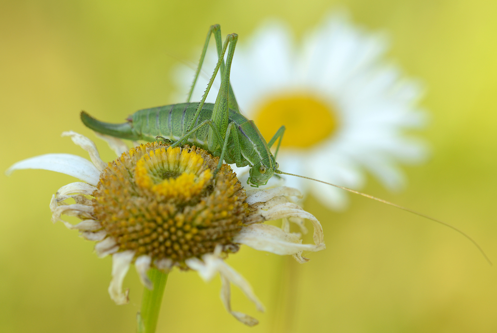 DSC_1348_2012_06_21_Poecilimon_intermedius