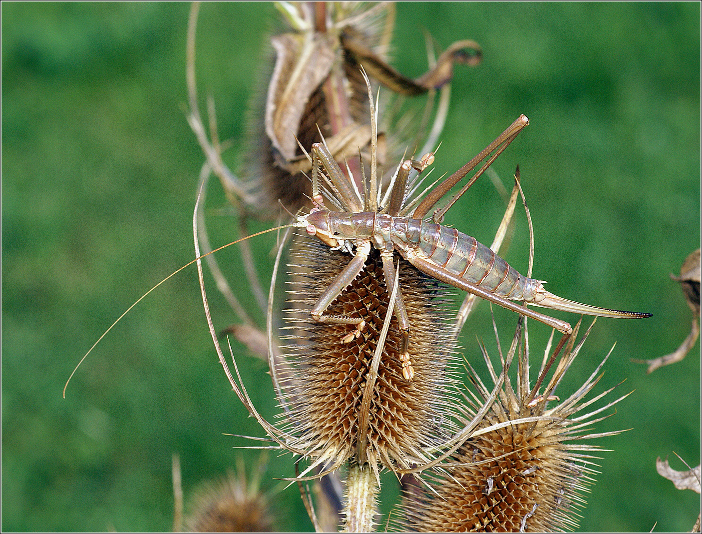 Ephippigera-ephippiger