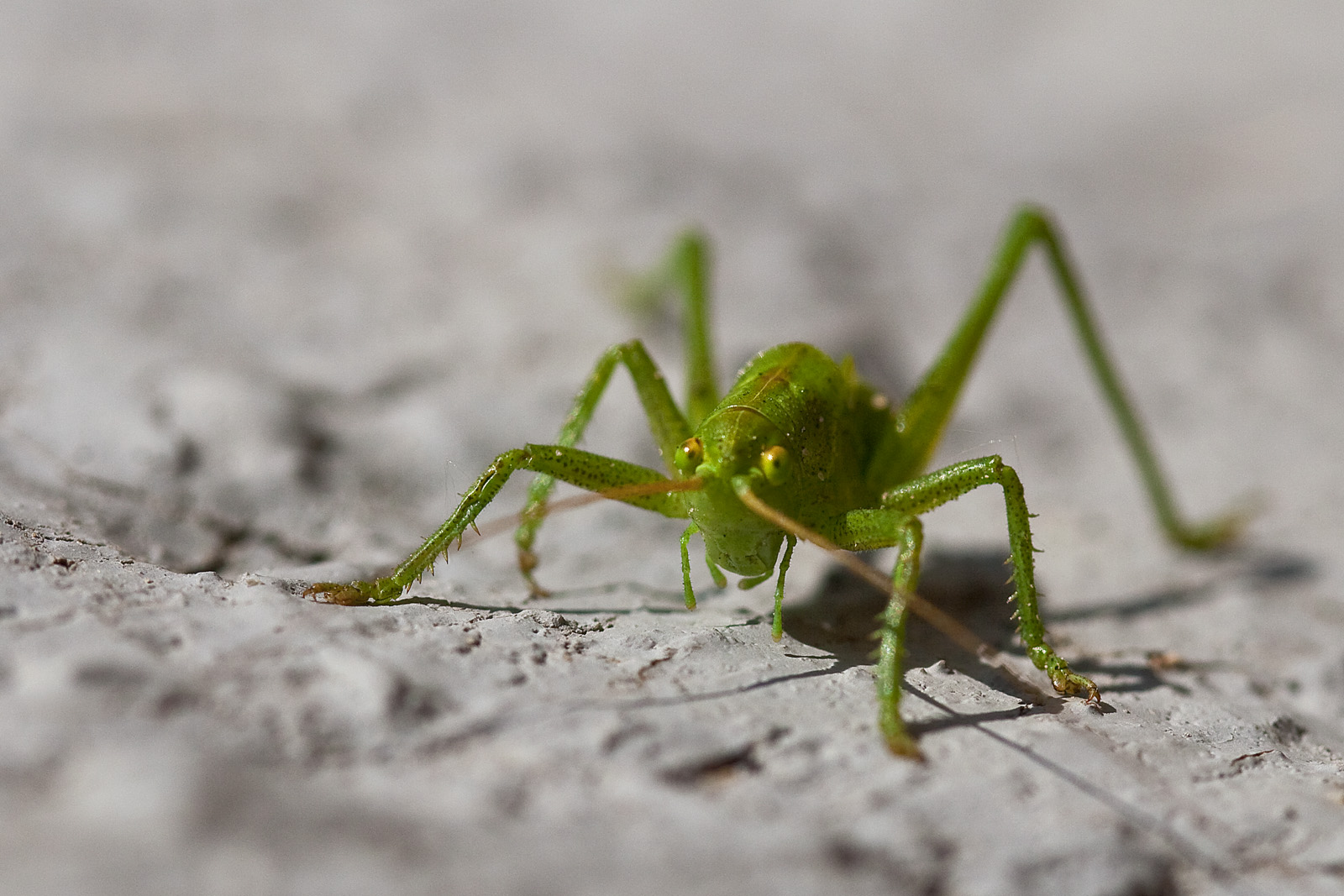 Grasshopper_2