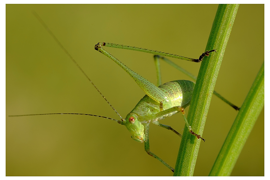Green_grasshopper