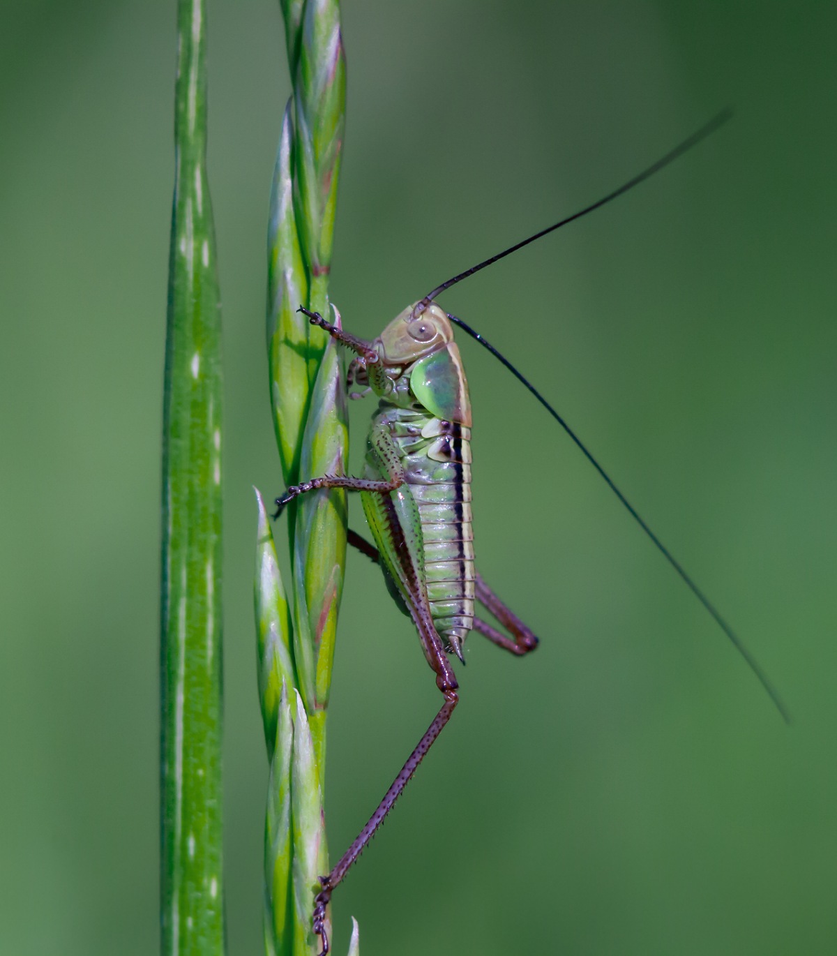 IMG_17062019_221747_1200_x_1370_