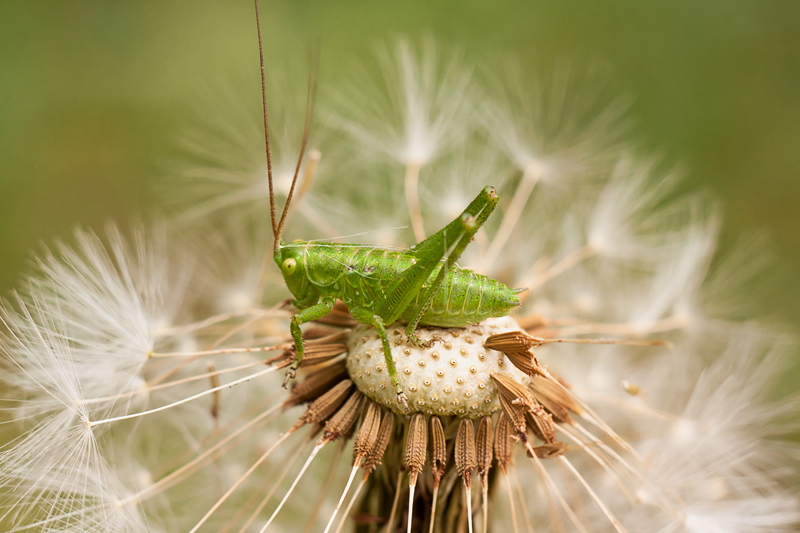 Locust_Canon450D_Carl_Zeiss_Tessar_2_8_50_12_05