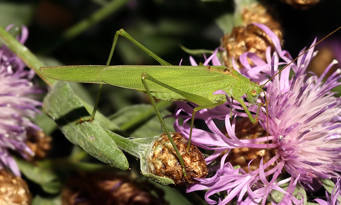 Phaneroptera-falcata-male