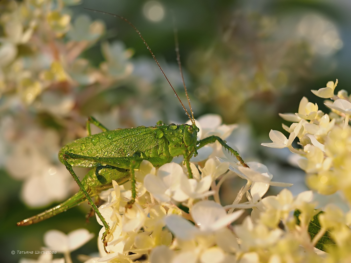 Tettigonia_cantans_2017-08-10_19-30-13_2