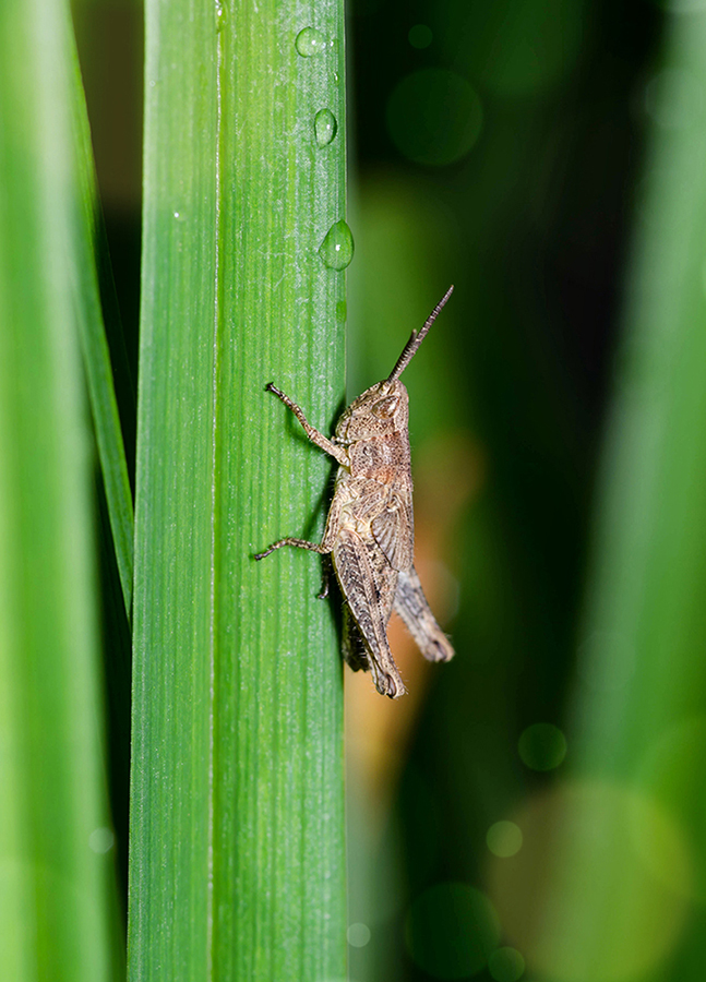 Tettigonioidea1