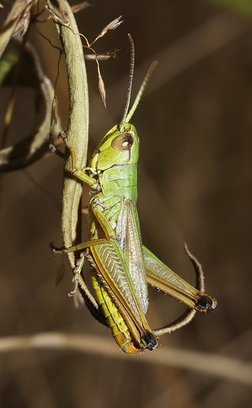 chorthippus-parallelus-male