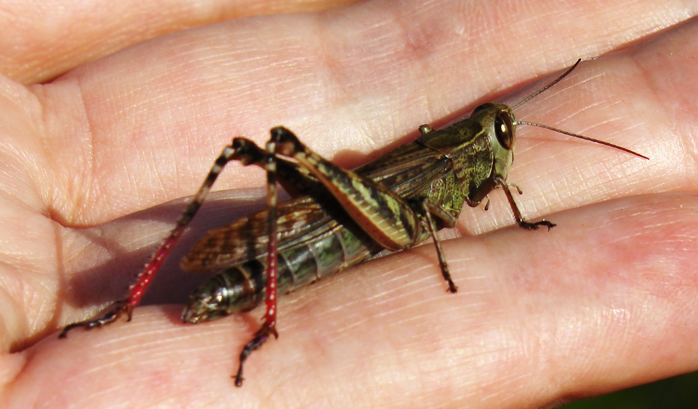 grasshopper9