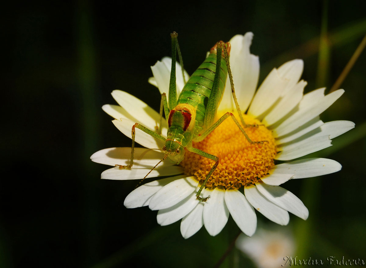 grasshopper_on_daisywheel