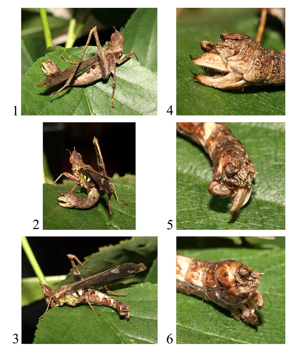 gynandromorph-erianthus
