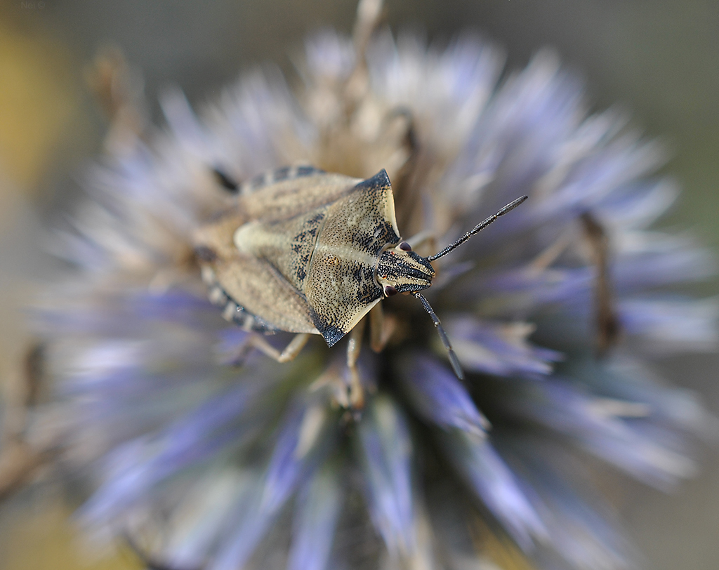 2012-09-16-An_astronaut