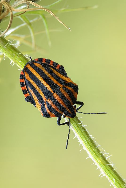 2015-09-01_20-53-02_M_B_R_50_S_1