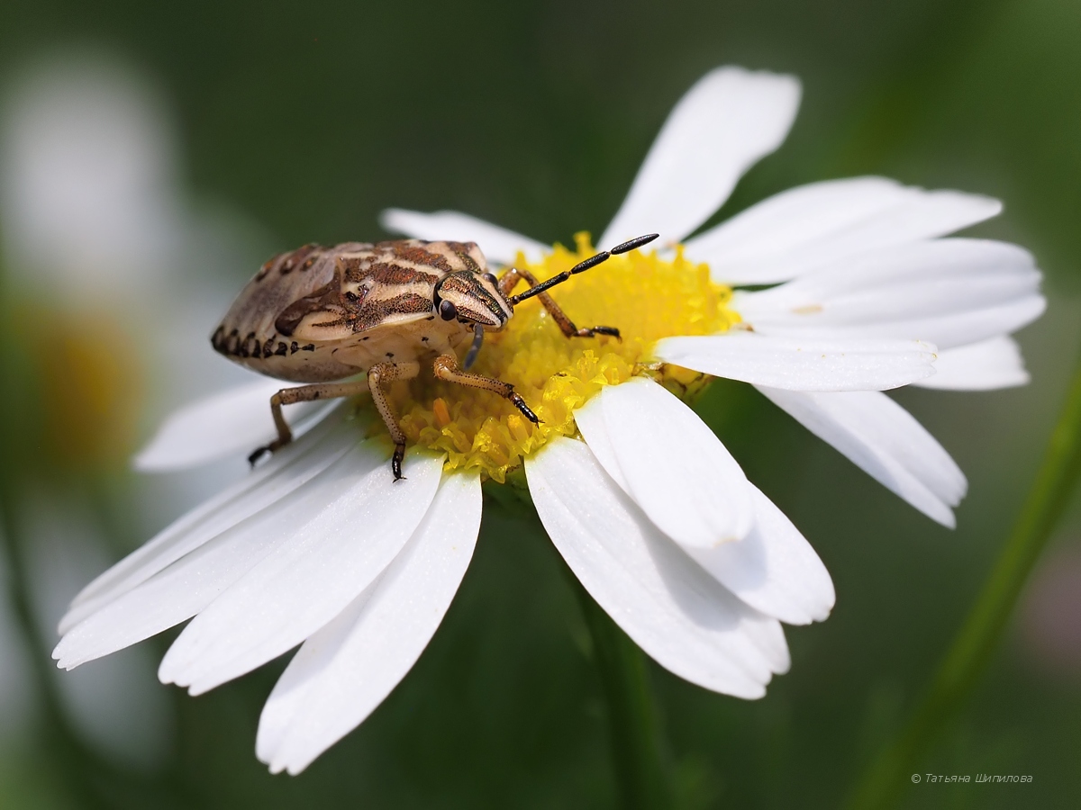 2018-07-21_13-11-01_6