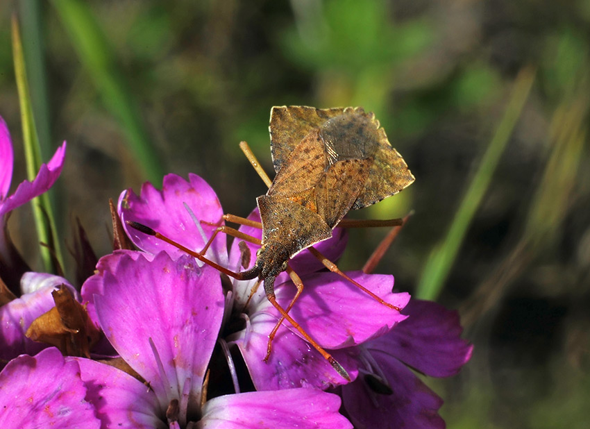 2Syromastus_rhombeus_6826