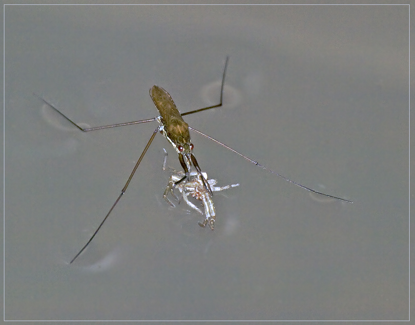 7291541_272_filtered_