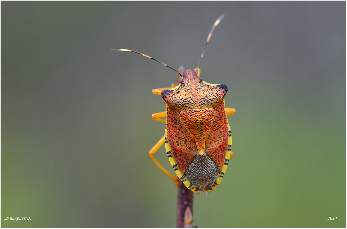 9_2014_Carpocoris_sp_Pentatomidae_7840