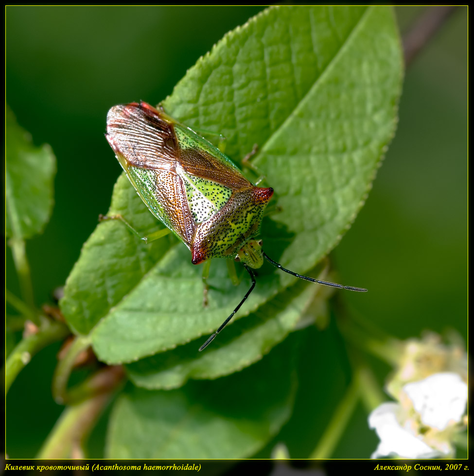 Acanthosoma_haemorrhoidale_DSC0011