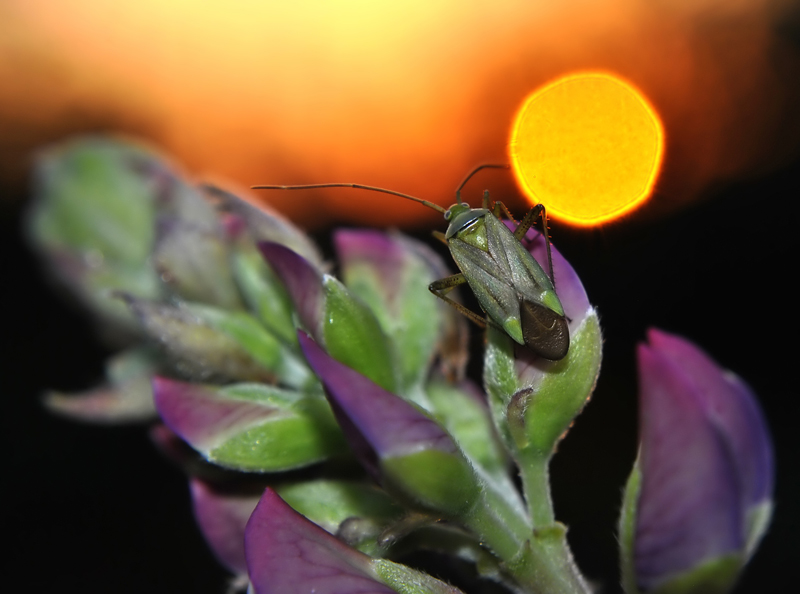Adelphocoris_lineolatus2