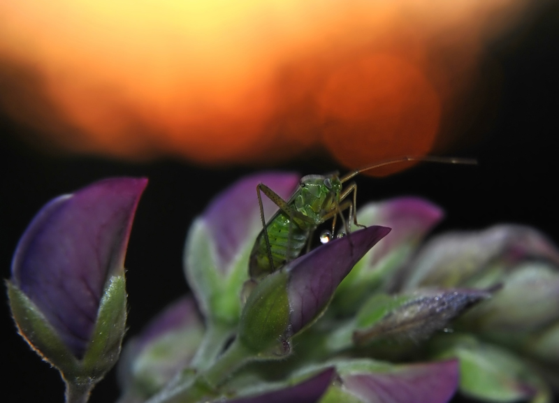 Adelphocoris_lineolatus3