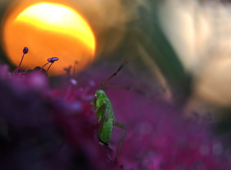 Adelphocoris_lineolatus4