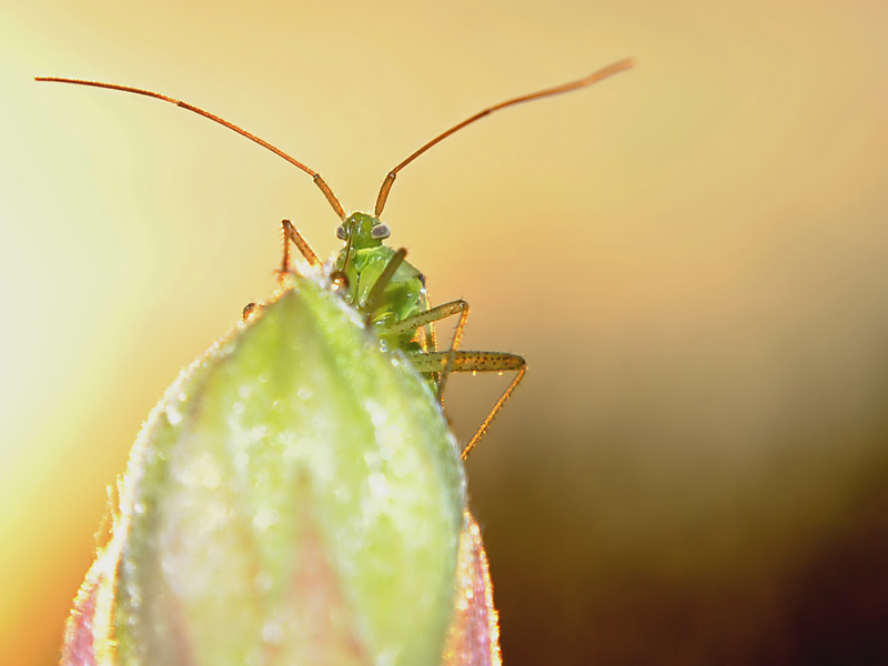 Adelphocoris_lineolatus_5_