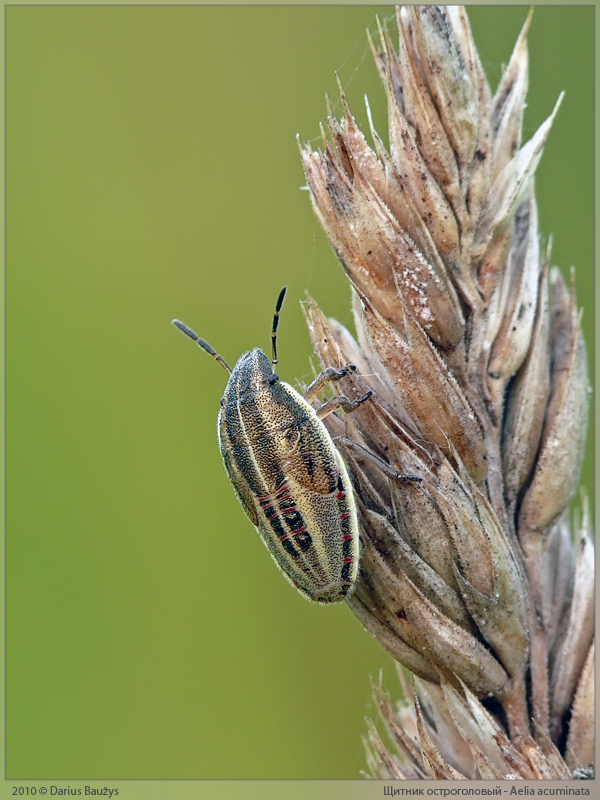 Aelia_acuminata_nymph