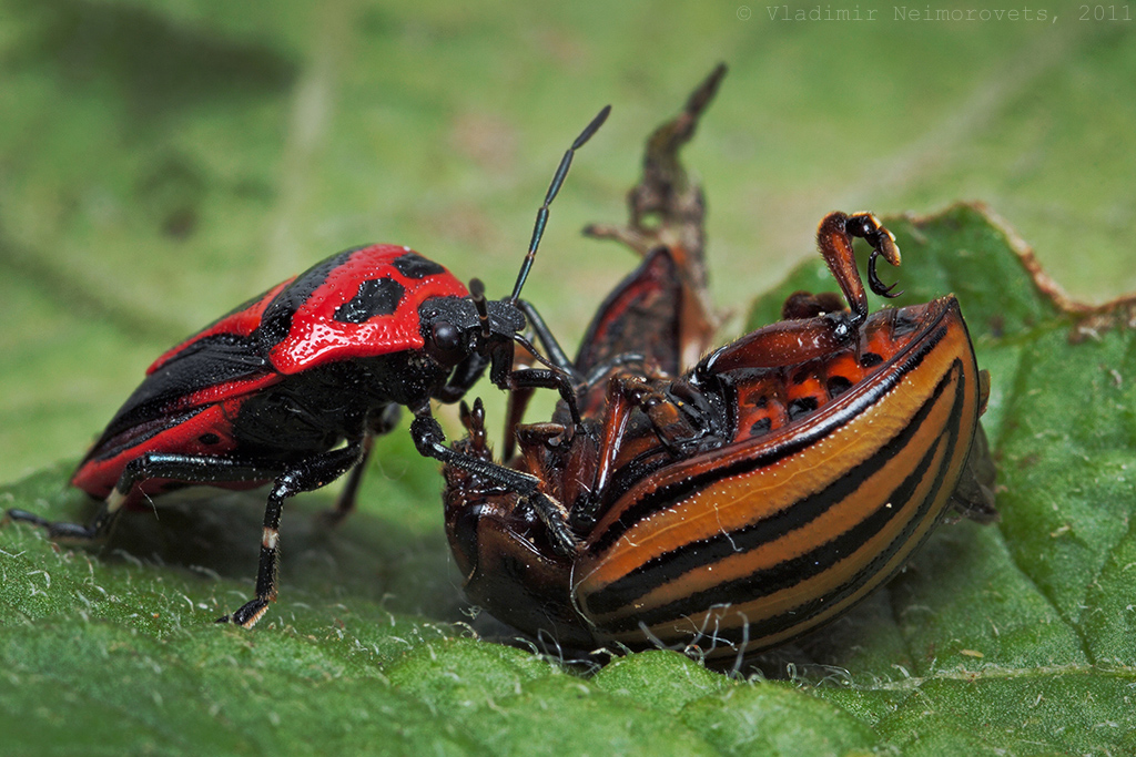 Amerikanets_protiv_amerikantsa_5_