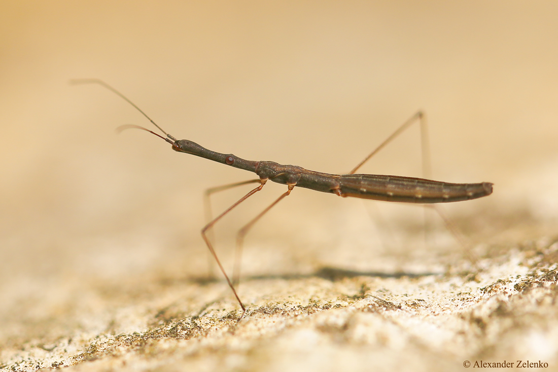 BU7A1084_4_20Juli2016_Alexander_Zelenko