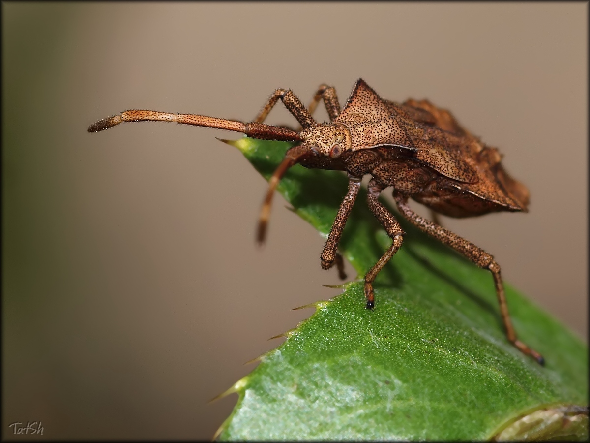 Coreus_marginatus_2013-07-13_14-42-58_