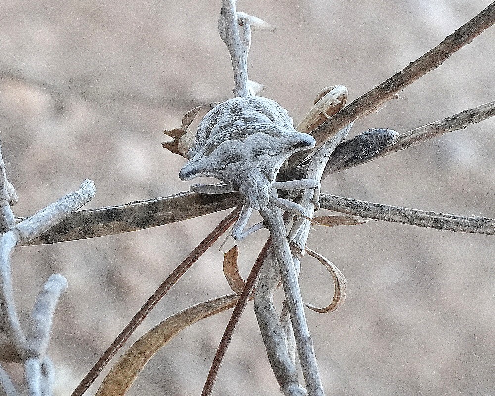 DSC04422c