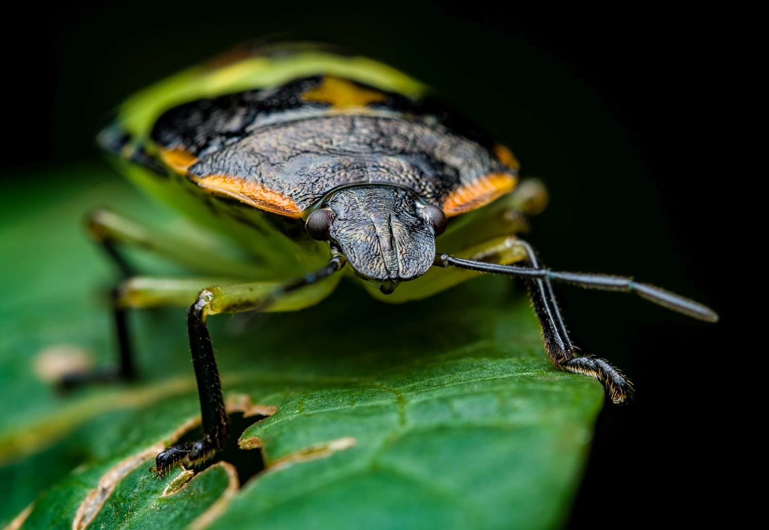 DSC4055-web1033x1500U100-G20