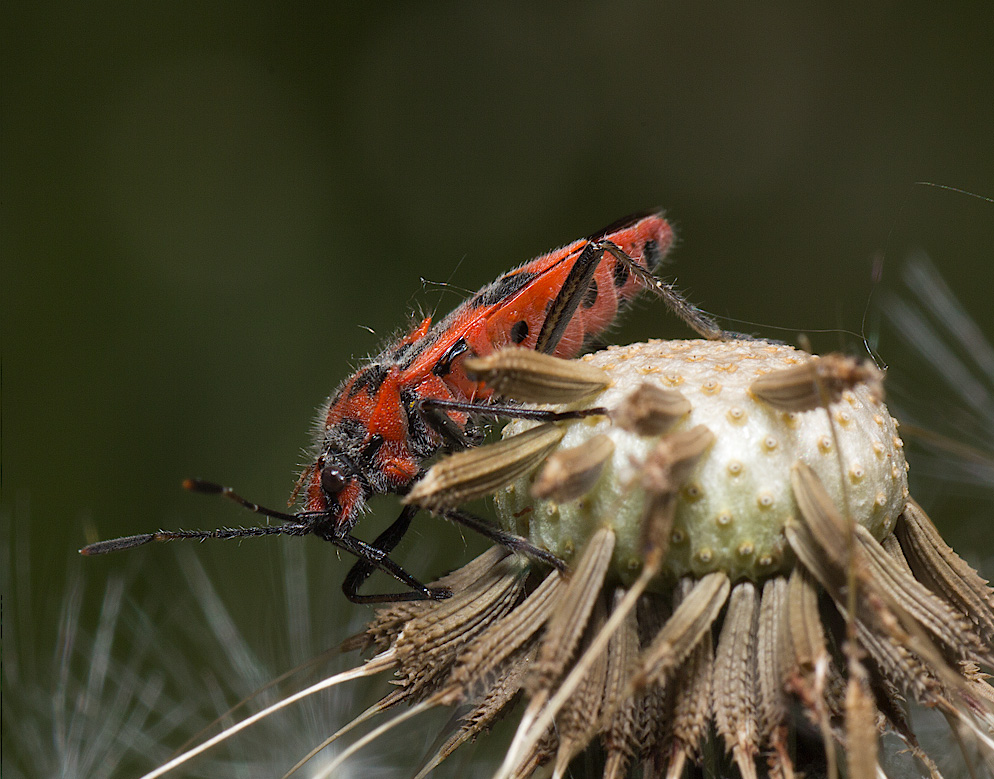 Dedenevo_20110528_007disp