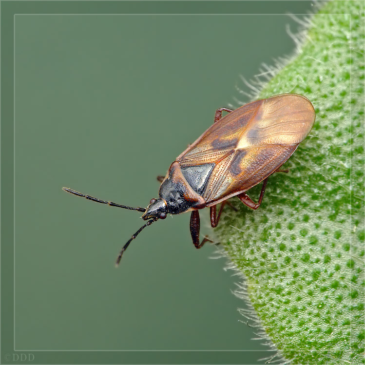 Gastrodes_abietum01