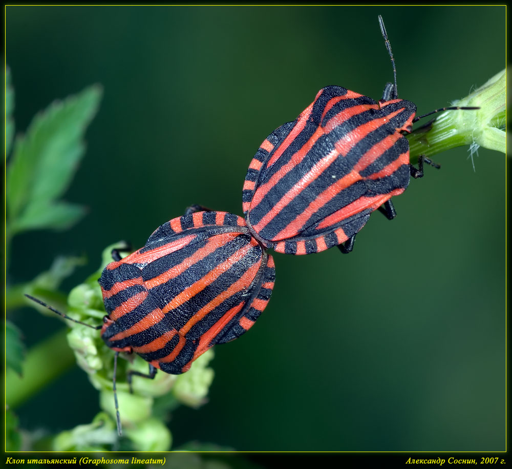 Graphosoma_lineatum_DSC1839