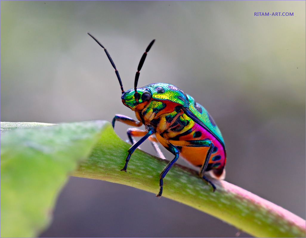 Green-Purple-Beetle_Ritam-W