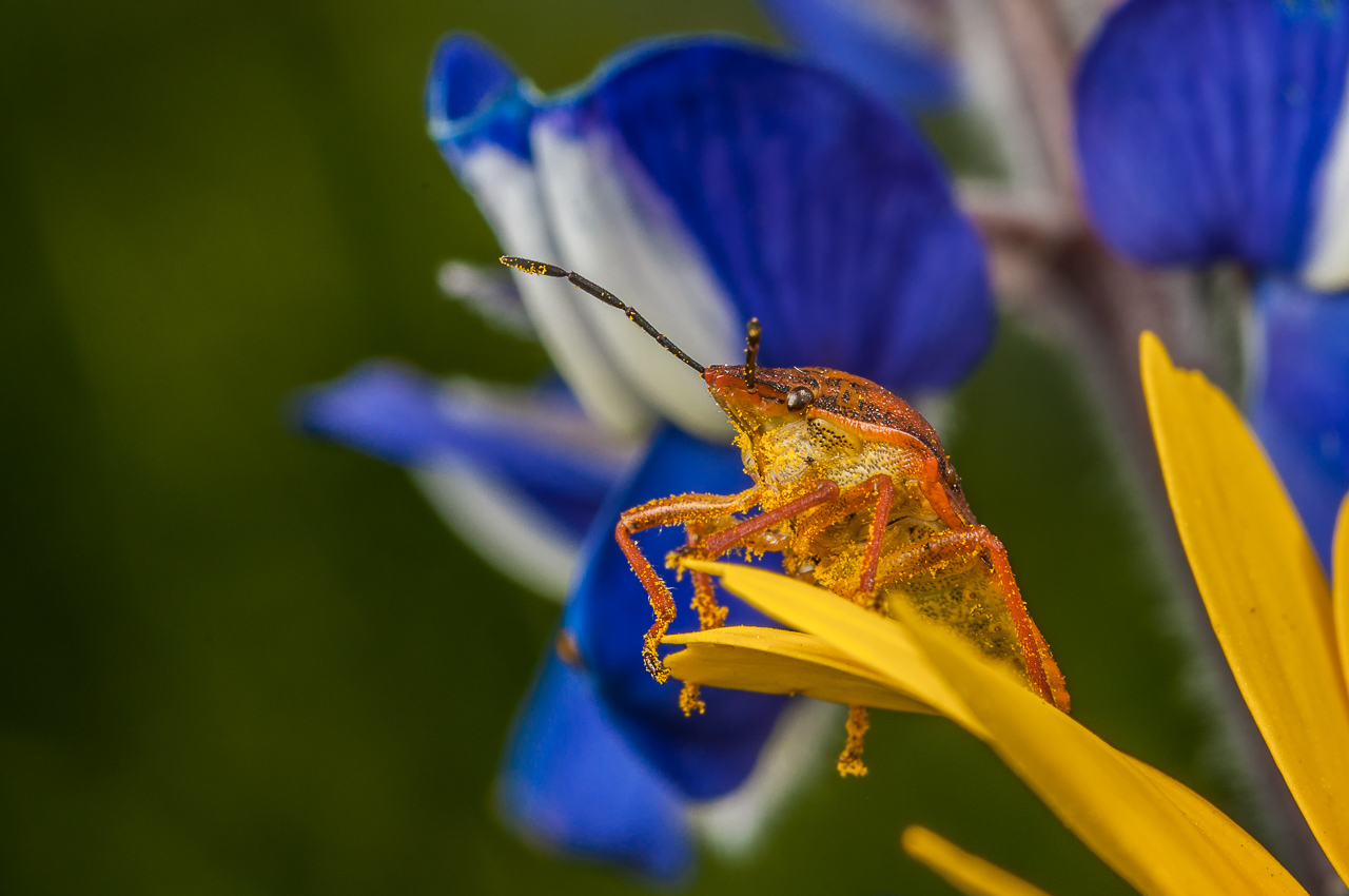 Heteroptera1