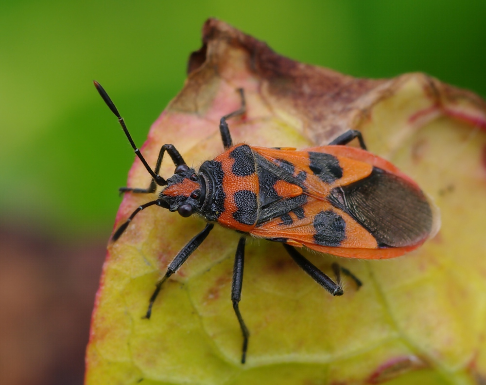 IMGP7077_v1_Corizus_hyoscyami_-_