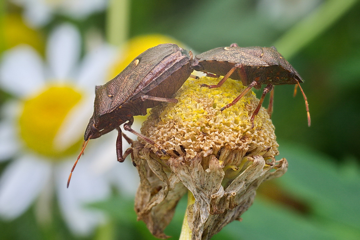 IMGP8456_1200
