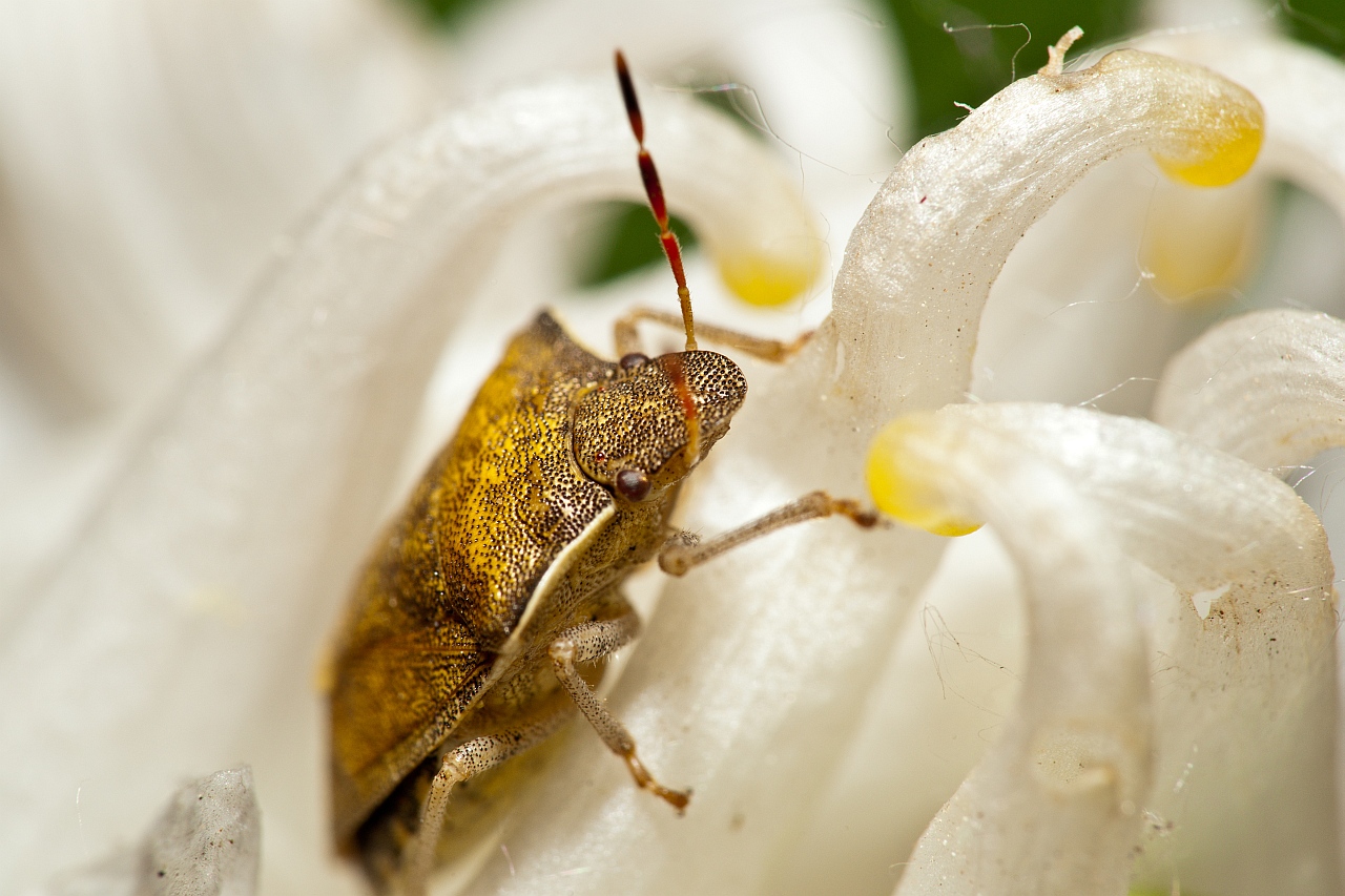 Macro_A900_M100_Ray_56