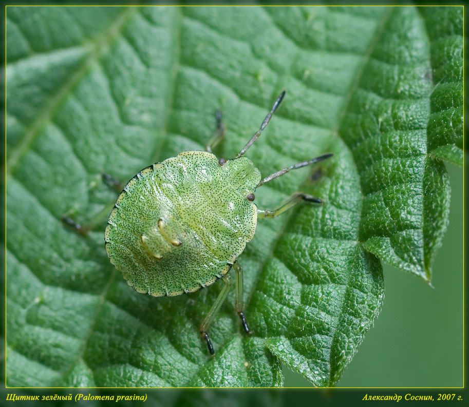 Palomena_prasina_DSC2526