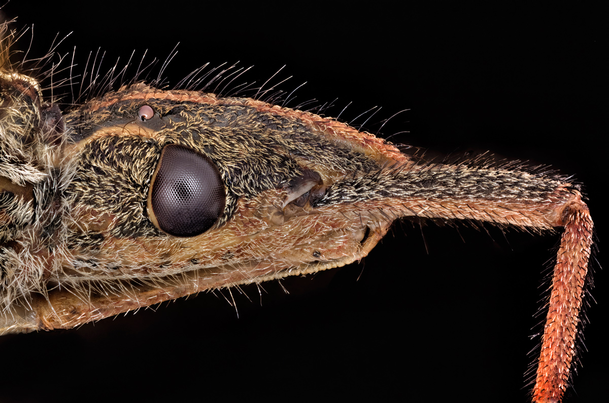 Sharpened-version-vab-sonuMC