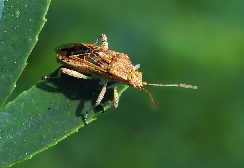 Stictopleurus-abutilon-_DSC