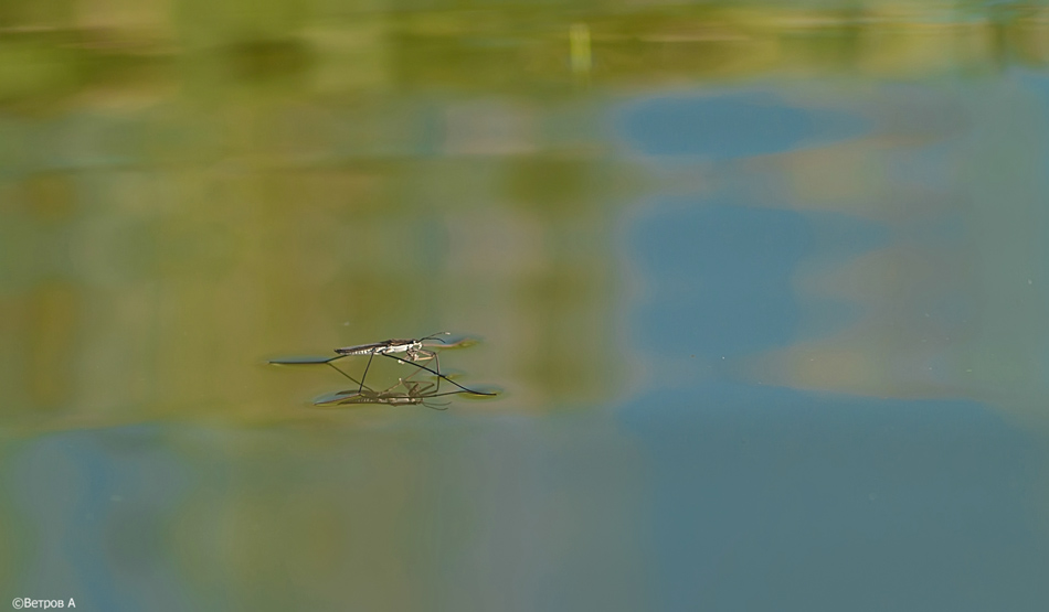 begushaya_po_volnam-res1