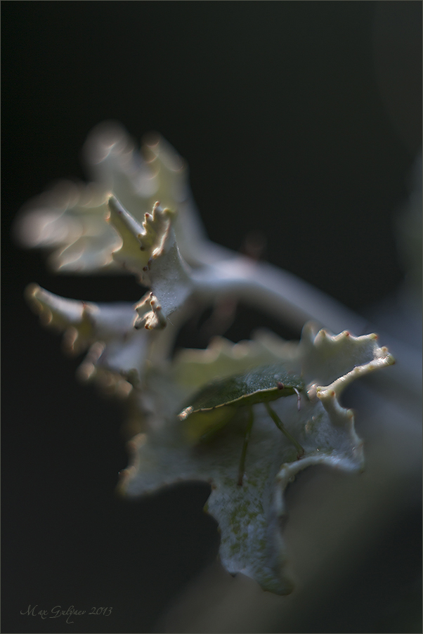 klop_03