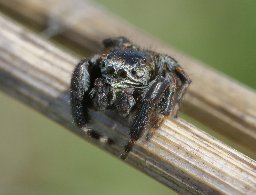 -_-_Salticidae_-3