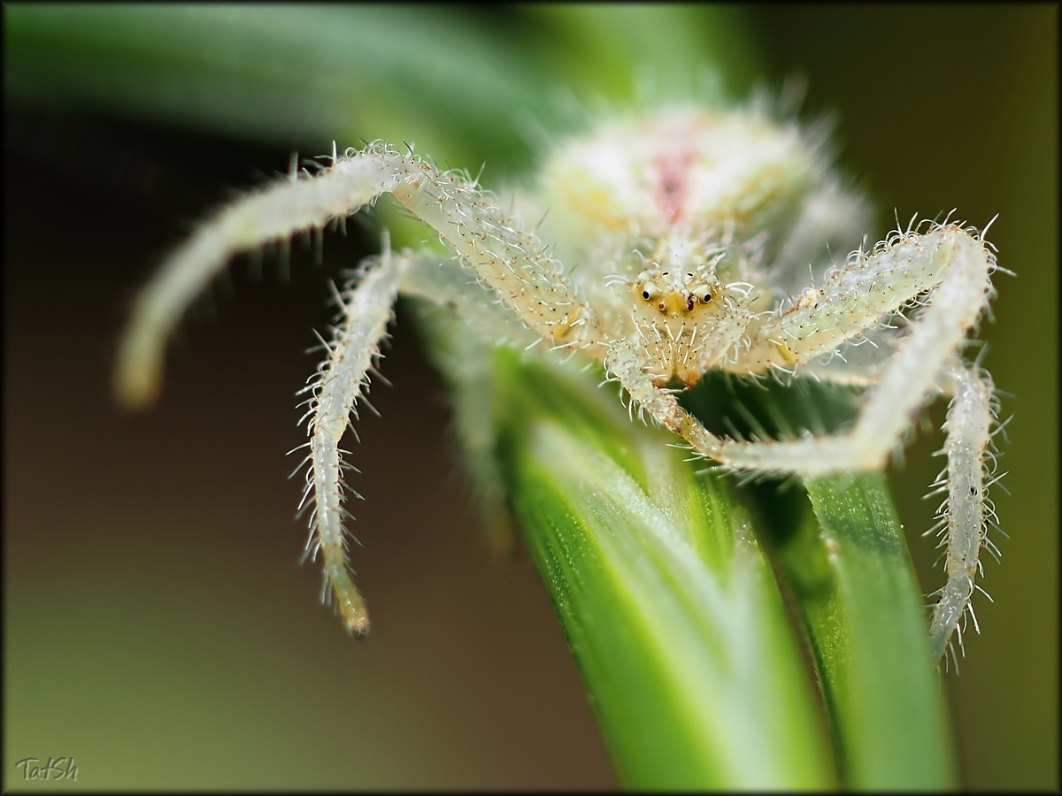 -_Thomisidae_2015-08-13_14-33-50_