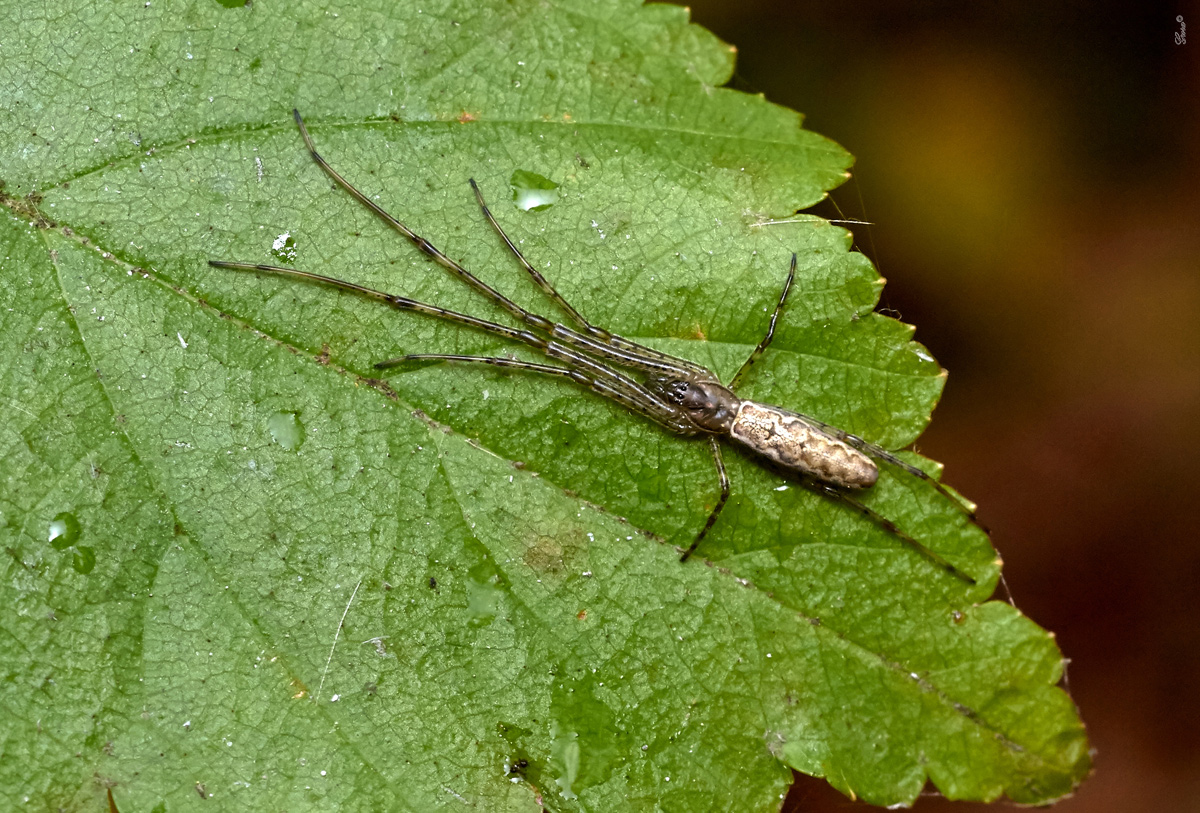 0_17b69c_2efe8834_orig